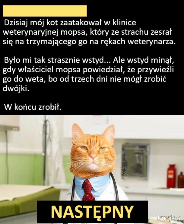 Dr Cat