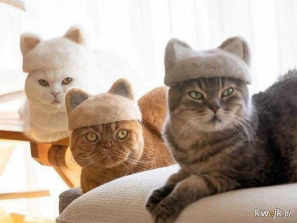 Kotki w czapeczkach ze swojego futerka.
