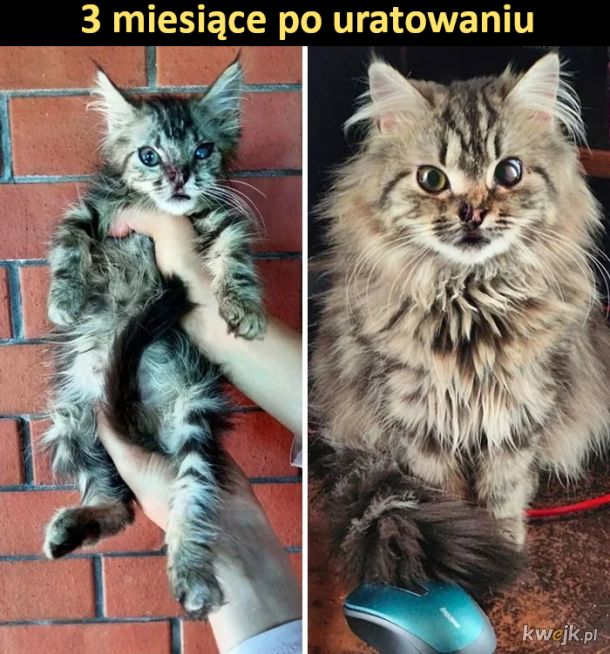 Porcja wzruszających zdjęć kotów przed i po uratowaniu, obrazek 7