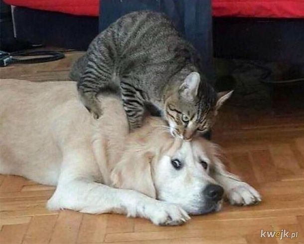 Koty vs. psy.