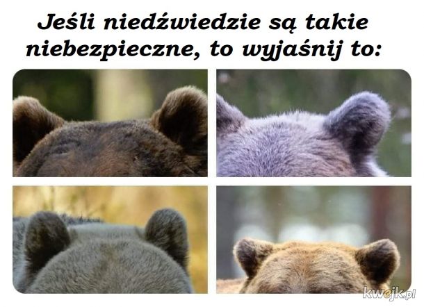 Niedźwiedzie