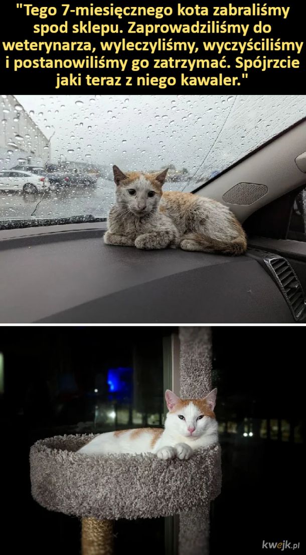 Porcja wzruszających zdjęć kotów przed i po uratowaniu