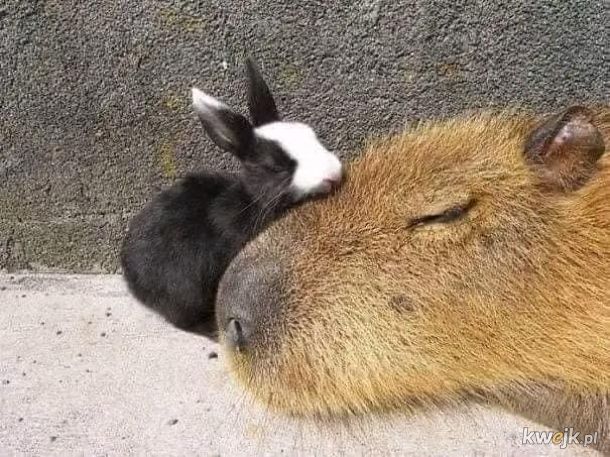 Kapibary są urocze!