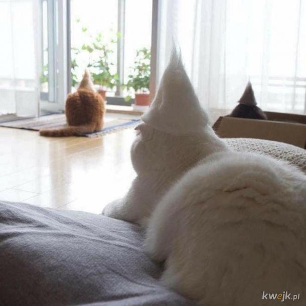 Kotki w czapeczkach ze swojego futerka.