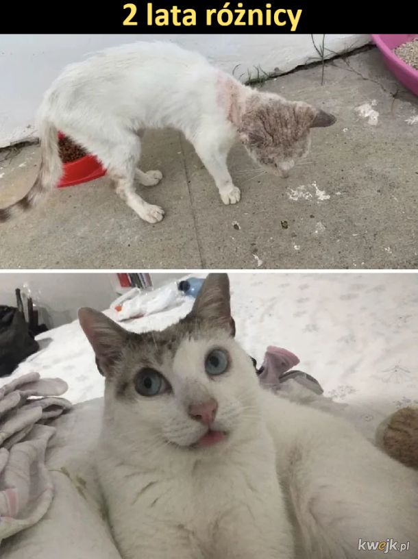 Porcja wzruszających zdjęć kotów przed i po uratowaniu, obrazek 3
