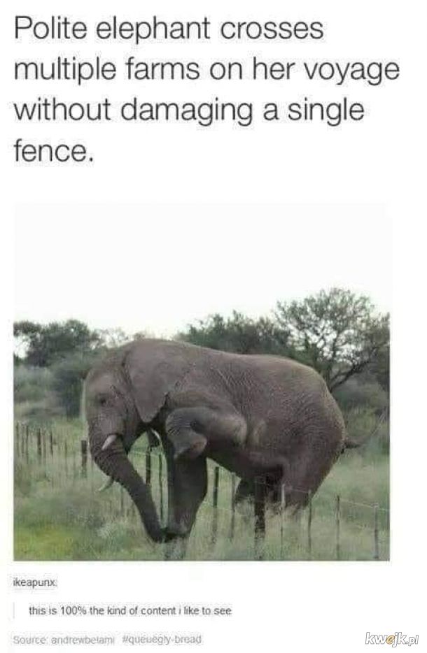 Uprzejmy słoń jest uprzejmy