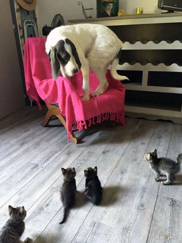 Koty vs. psy.