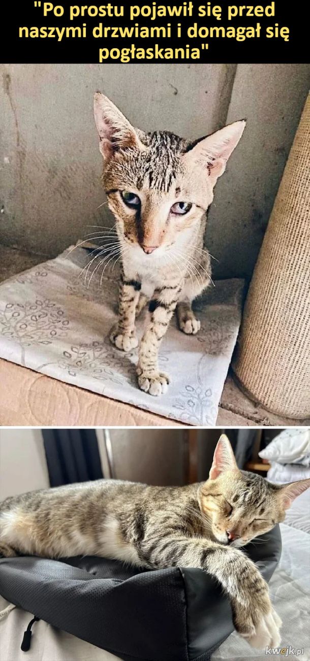 Porcja wzruszających zdjęć kotów przed i po uratowaniu, obrazek 16