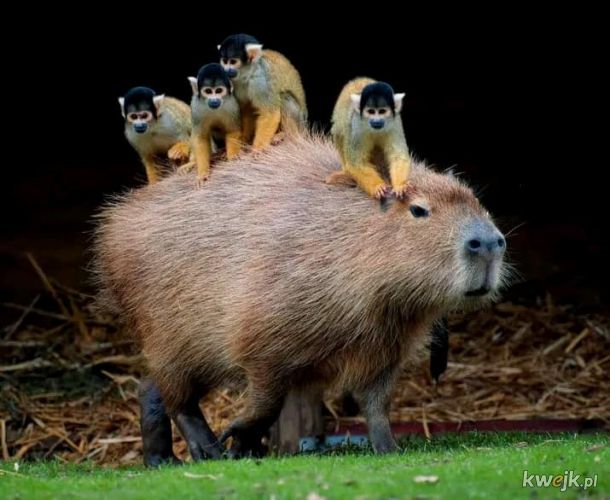 Kapibary są urocze!