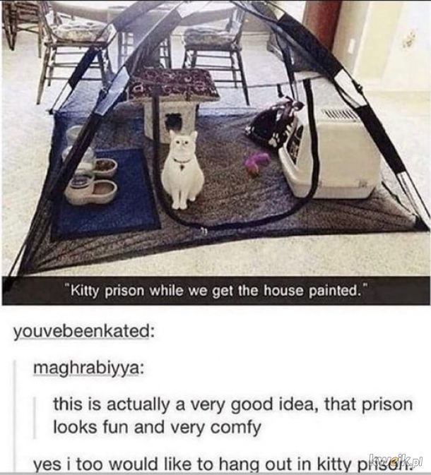Kocie więzienie