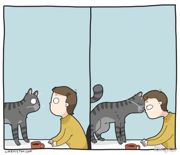 Ludzie i koty według Lingvistov