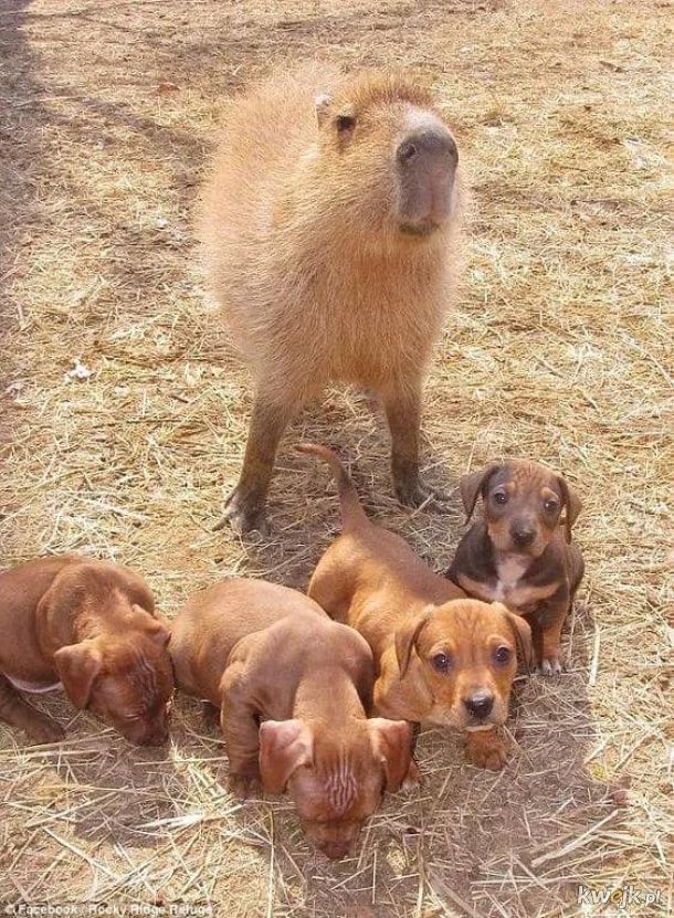 Kapibary są urocze!, obrazek 18