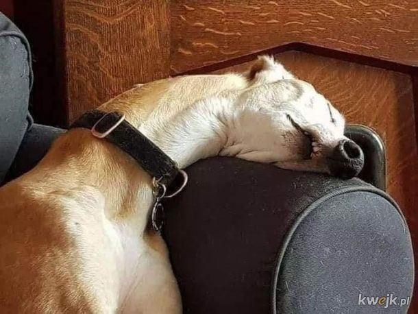 Pieski tak słodko śpią!