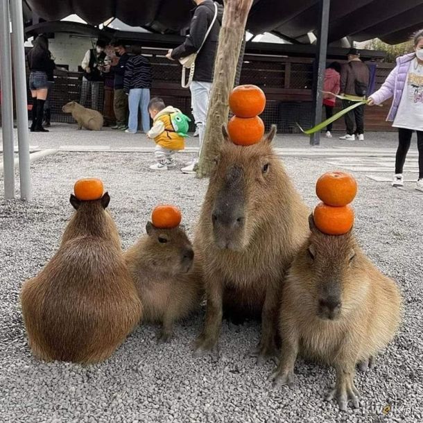 Cztery kapibary Apokalipsy