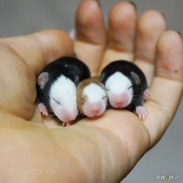 Porcja uroczych rasowych myszy z hodowli Mysigonek