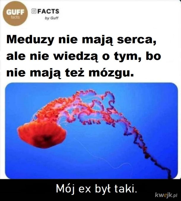 Meduzy