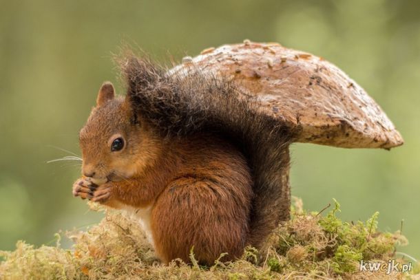 Geert Weggen i jego zdjęcia wiewiórek
