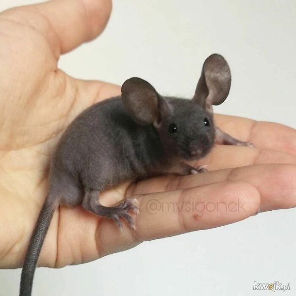 Porcja uroczych rasowych myszy z hodowli Mysigonek, obrazek 4