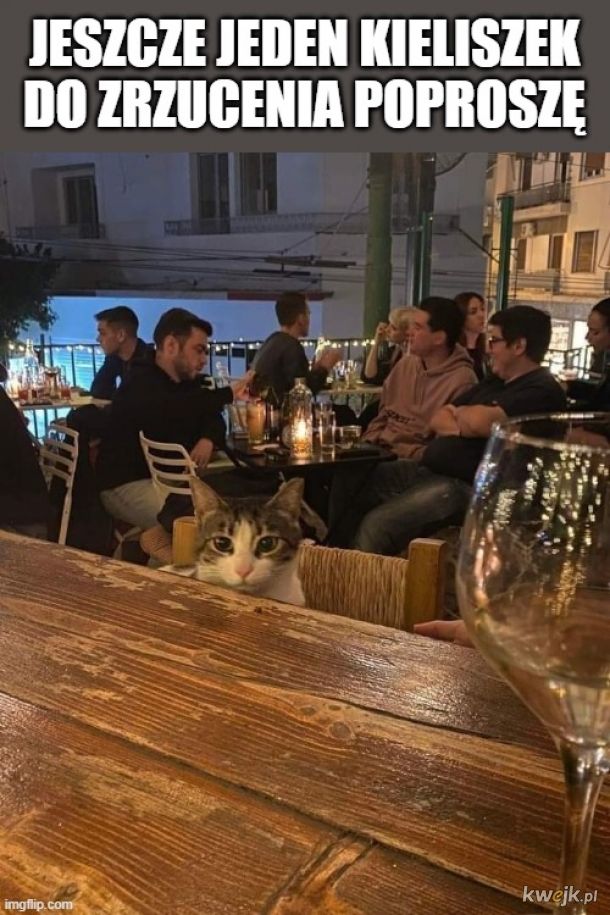 Kot w barze