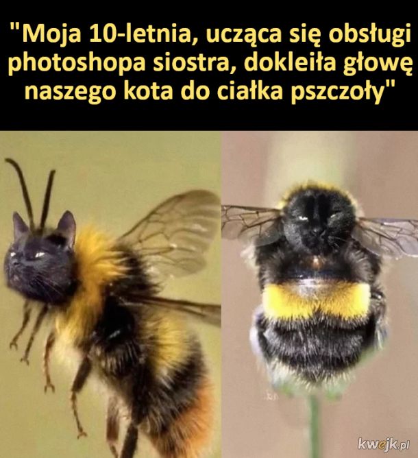 urocza pszczółka