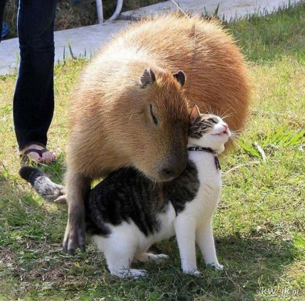 Kapibara - ten wyjątkowy ziomek lubiany przez wszystkich, obrazek 12