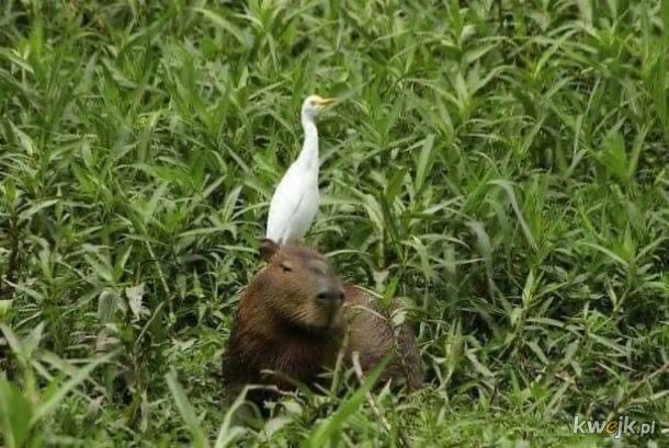 Kapibara - ten wyjątkowy ziomek lubiany przez wszystkich, obrazek 11