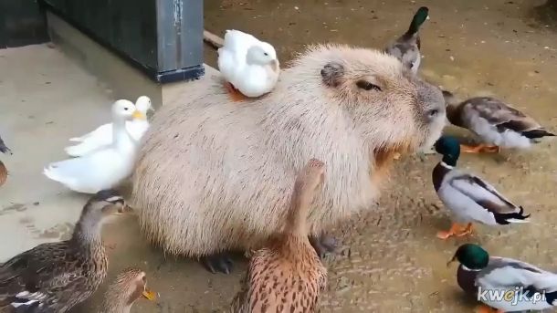 Kapibara - ten wyjątkowy ziomek lubiany przez wszystkich