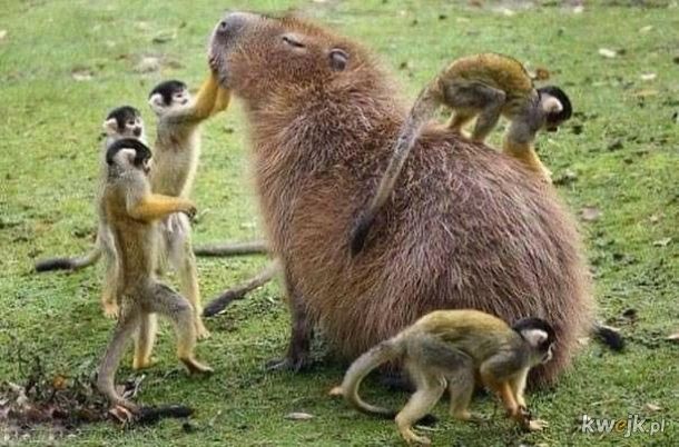 Kapibara - ten wyjątkowy ziomek lubiany przez wszystkich, obrazek 7