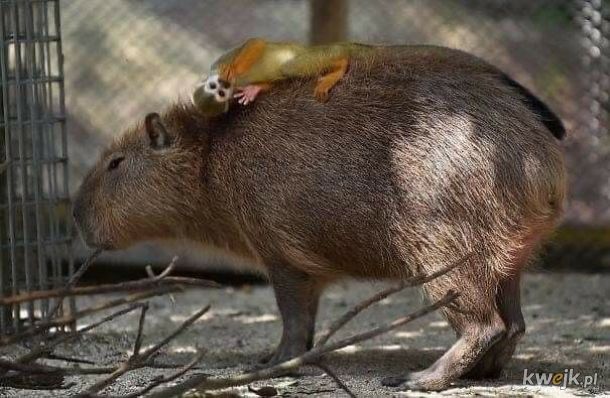 Kapibara - ten wyjątkowy ziomek lubiany przez wszystkich, obrazek 8