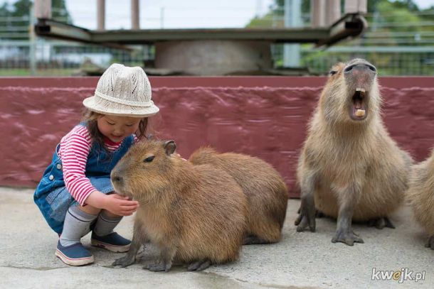 Kapibara - ten wyjątkowy ziomek lubiany przez wszystkich, obrazek 6