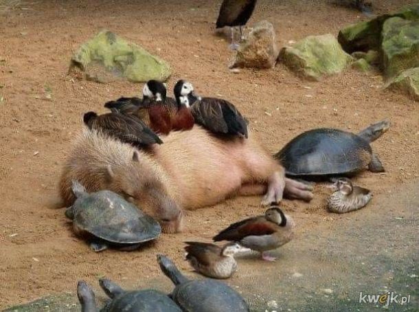 Kapibara - ten wyjątkowy ziomek lubiany przez wszystkich, obrazek 4