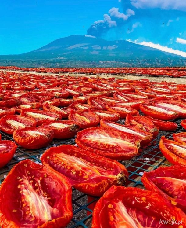 Suszenie pomidorów na Sycylii