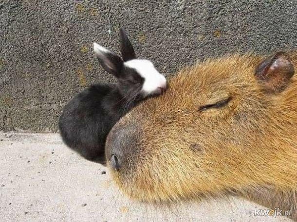 Kapibara - ten wyjątkowy ziomek lubiany przez wszystkich, obrazek 13