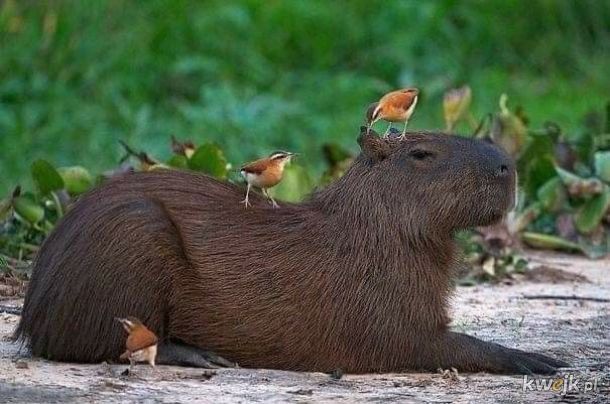 Kapibara - ten wyjątkowy ziomek lubiany przez wszystkich, obrazek 3