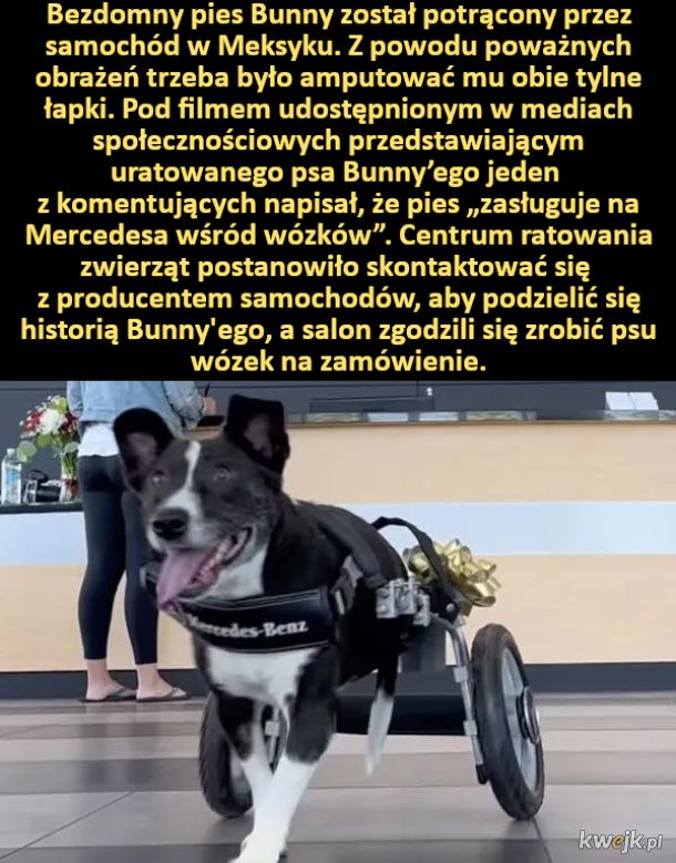 Bunny dostał wózek od Mercedesa