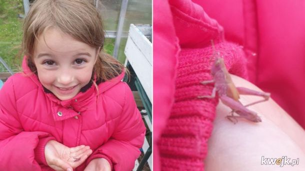 Sześciolatka z Walii znalazła rzadkiego różowego konika polnego
