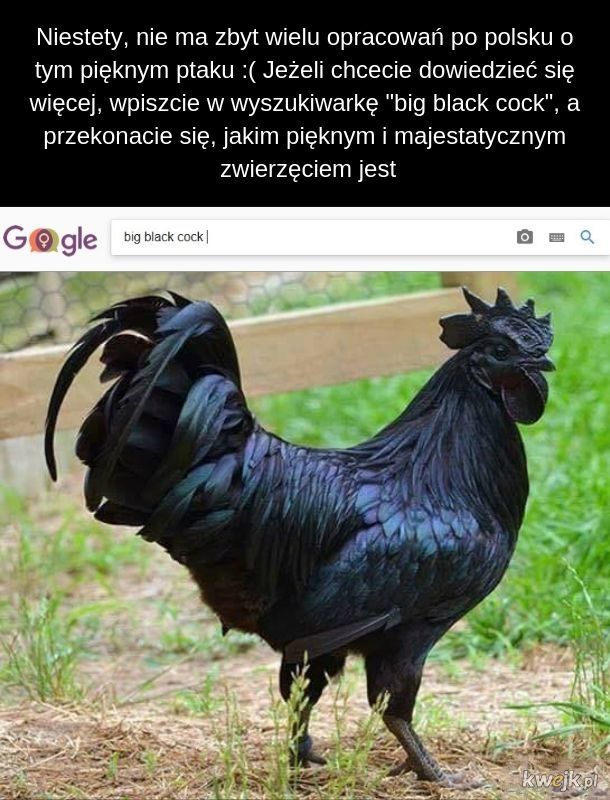 Duży czarny ptak