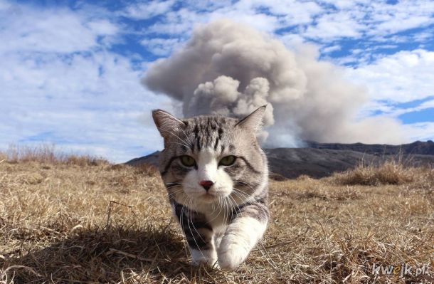 Porcja interesujących i uroczych zdjęć kotów na poprawę humoru