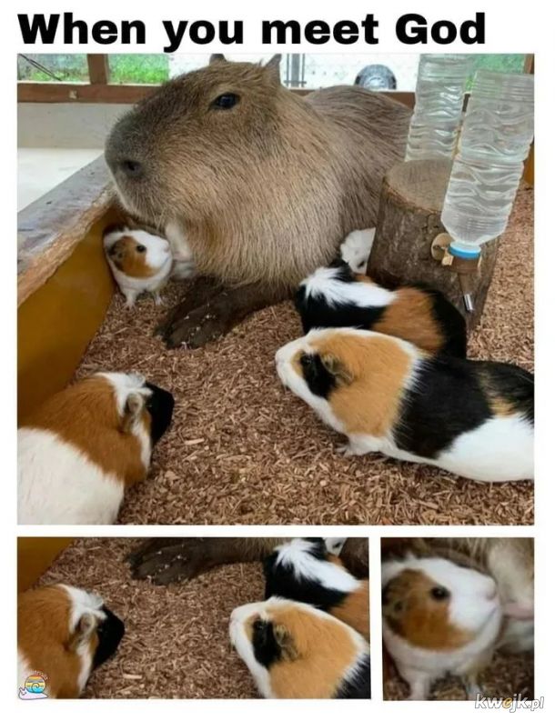 Ave kapibara