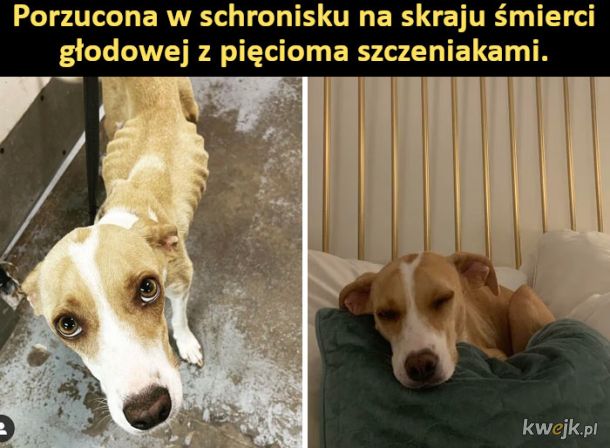 Poruszające zdjęcia psów przed i po adopcji