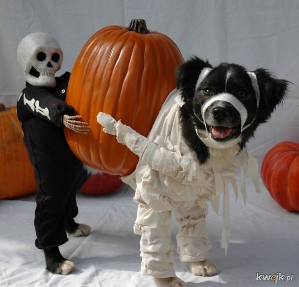 Galeria dla psów, które szukają inspiracji na przebranie na Halloween (ludzie ewentualnie też mogą zobaczyć).