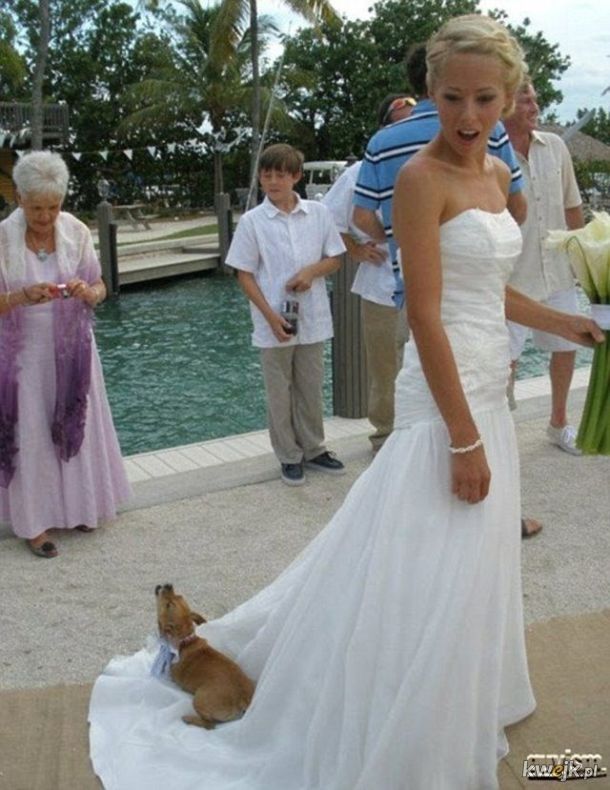 Zwierzaki na weselu to zawsze świetny pomysł., obrazek 13