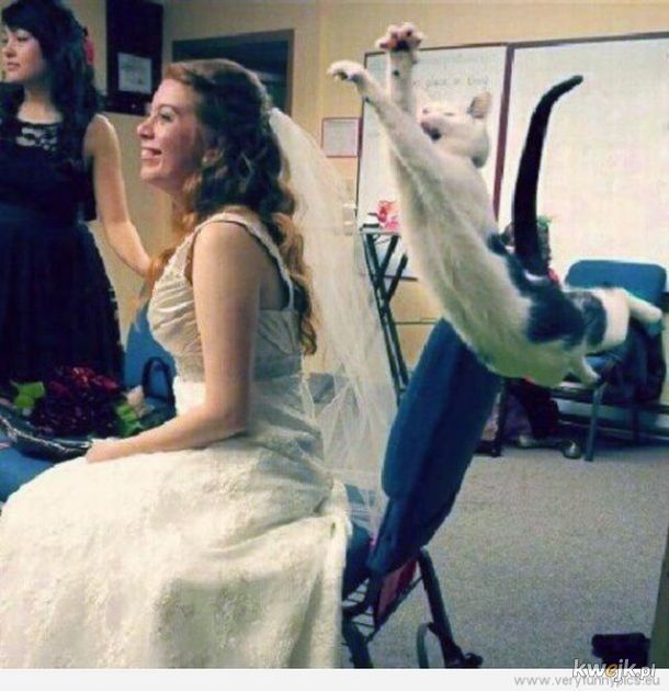Zwierzaki na weselu to zawsze świetny pomysł.