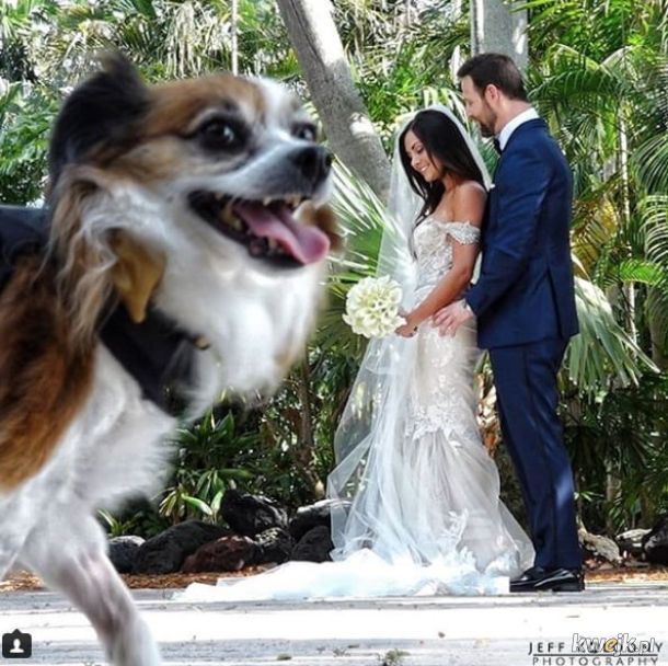 Zwierzaki na weselu to zawsze świetny pomysł.