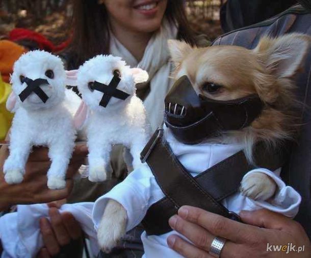 Pieski gotowe na Halloween.