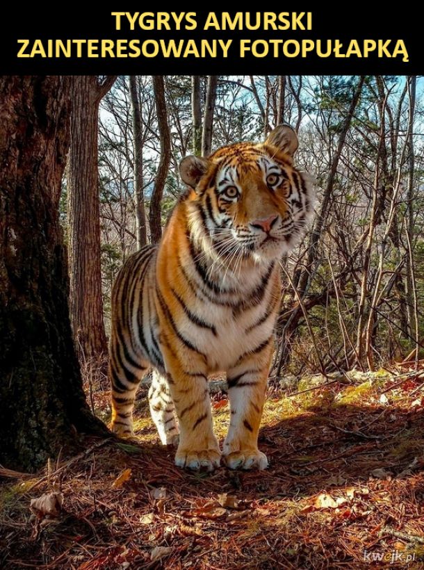 Tygrys zinteresowany fotopułapką