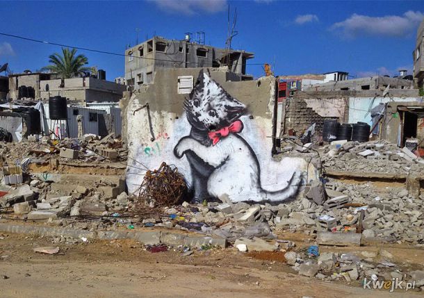 Kotek z Gazy, Palestyna 2015