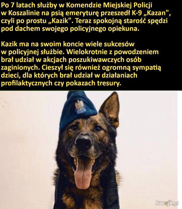 Kazik po 7 latach  pracy w Komendzie Miejskiej Policji w Koszalinie przeszedł na psią emeryturę