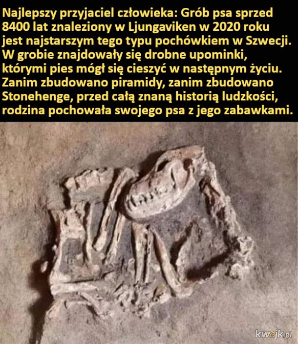 Znaleziono grób psa sprzed 8400 lat