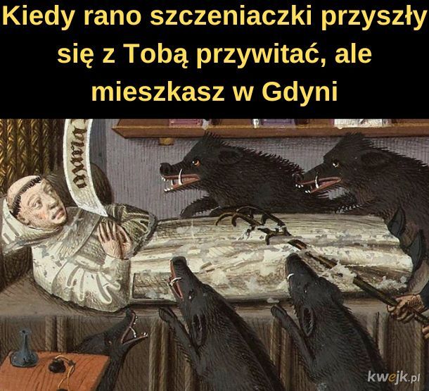 Gdyńskie szczeniaczki.